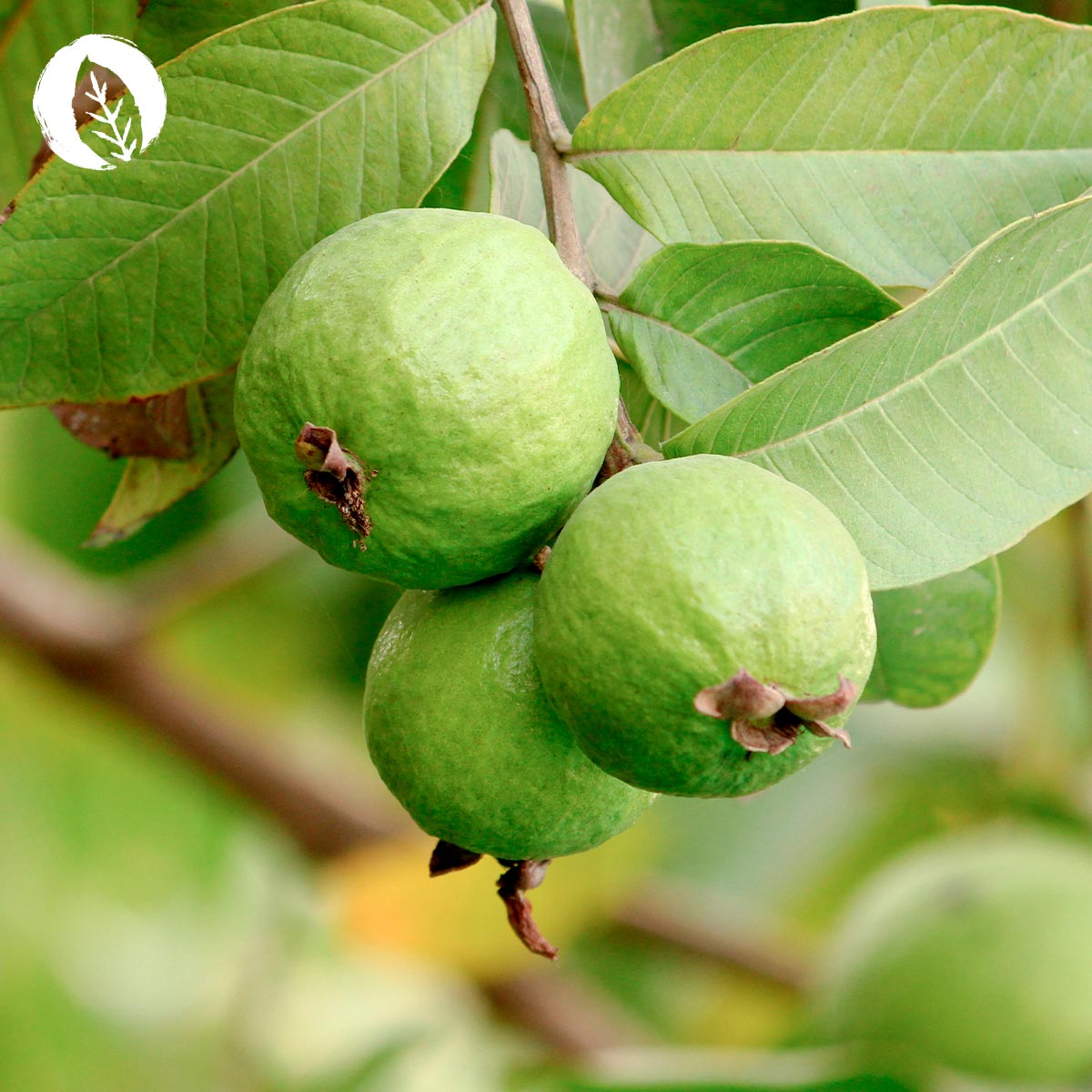 Foglie di guava: Zinco naturale, in capsule